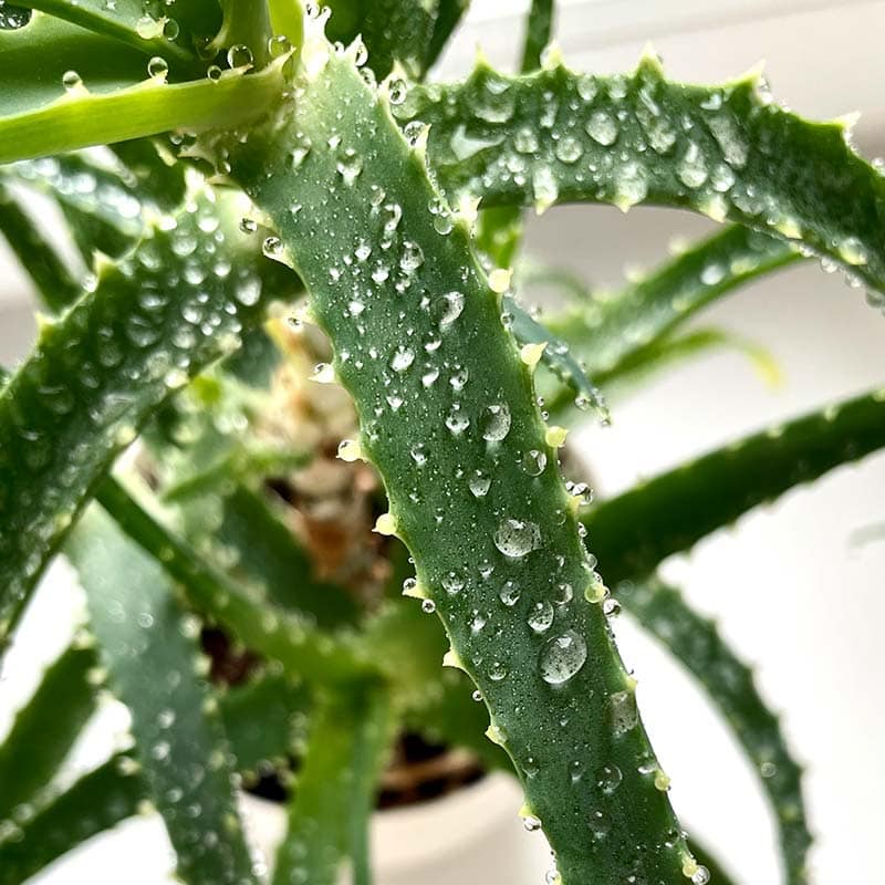 Wasser auf einer Aloe Vera Pflanze